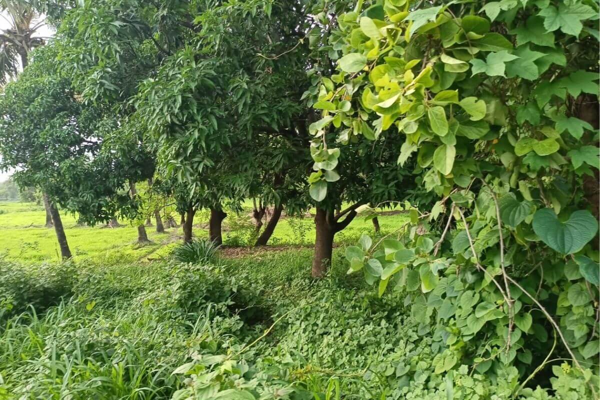 103-guntha-land-for-sale-in-alibaug