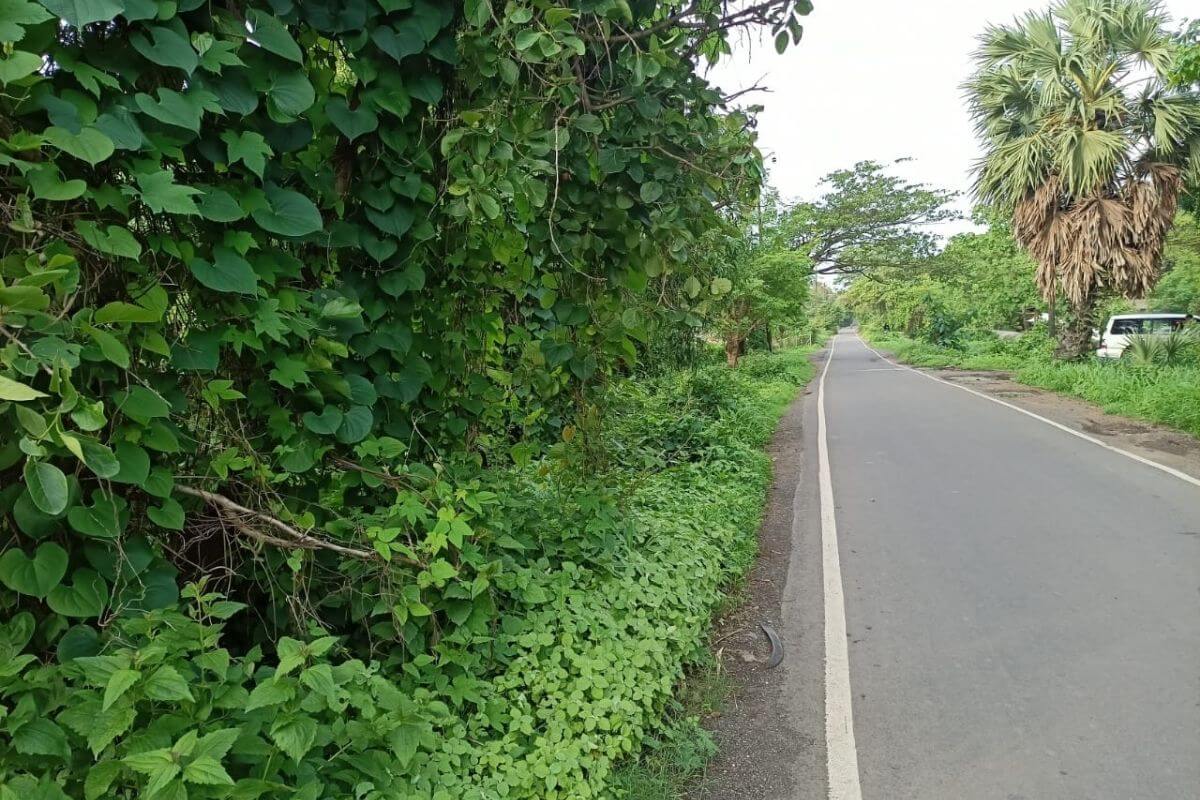 103-guntha-plot-for-sale-in-alibaug