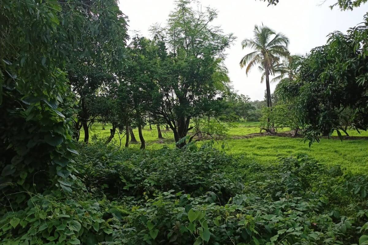 buy-103-guntha-at-alibag-for-sale-Munawali