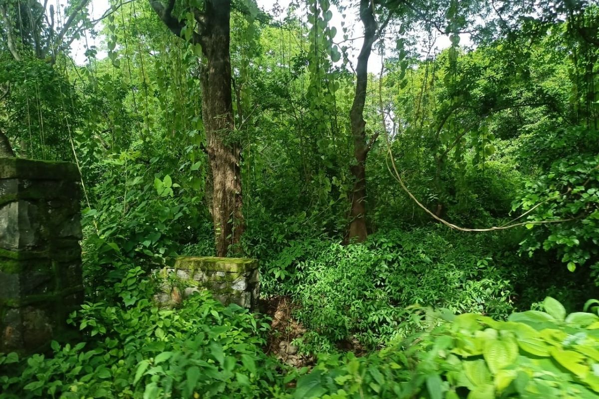12-acre-property-for-sale-in-alibaug