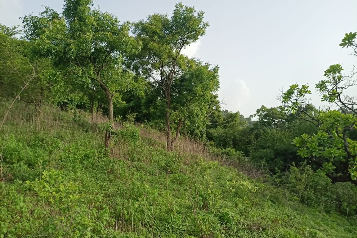 buy-13.5-acre-at-alibag-for-sale