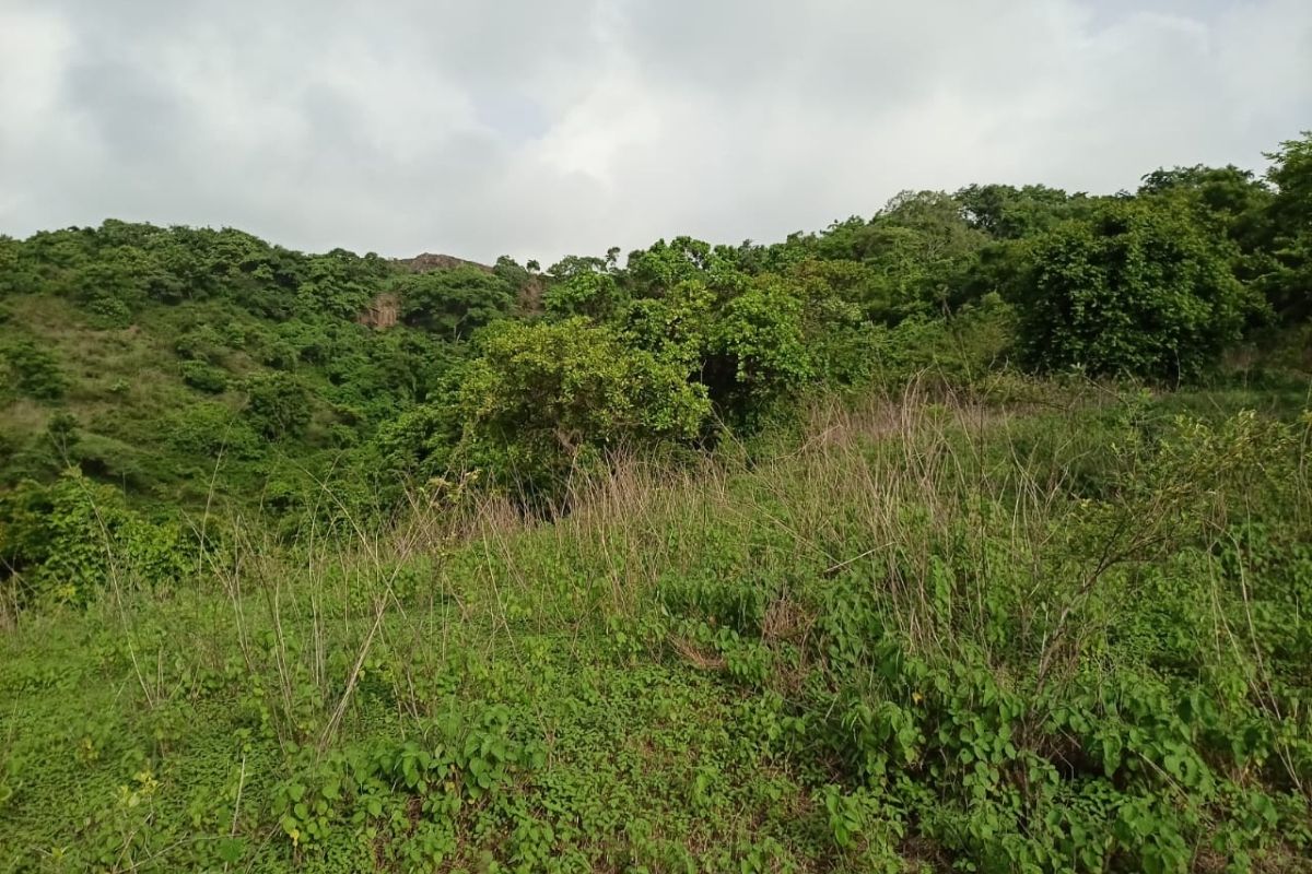 buy-13.5-acre-at-alibag-for-sale-Munawali