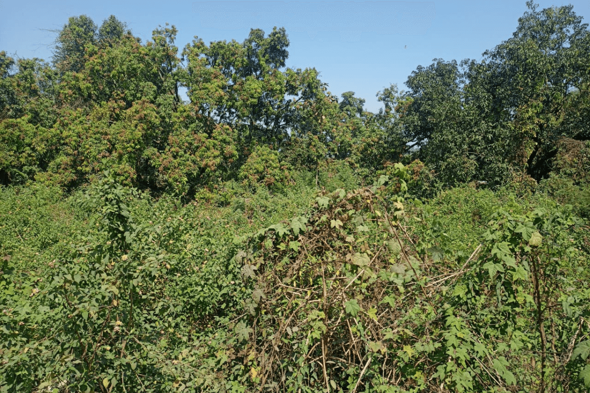 53-guntha-plot-at-duttapada-for-sale-3