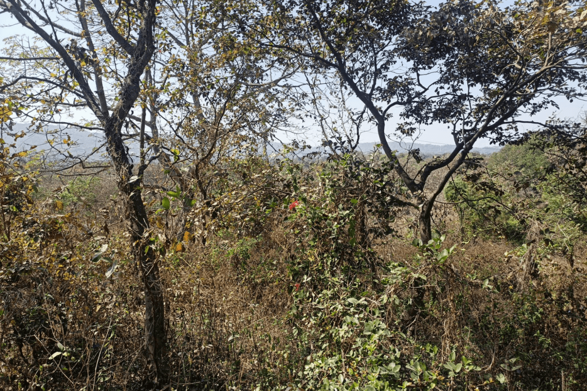 53-guntha-property-for-sale-at-saral-2