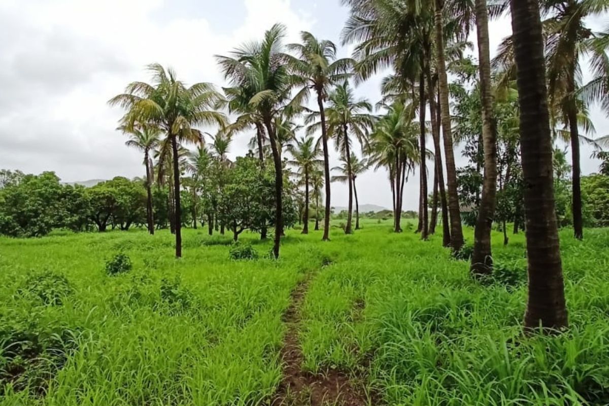 property-for-sale-in-alibaug-7-acre