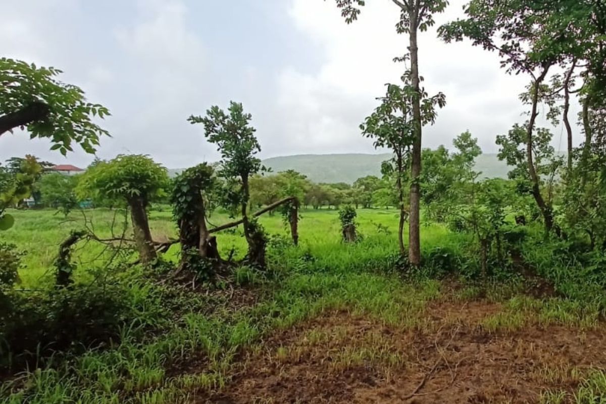 buy-8-acre-at-alibag-for-sale