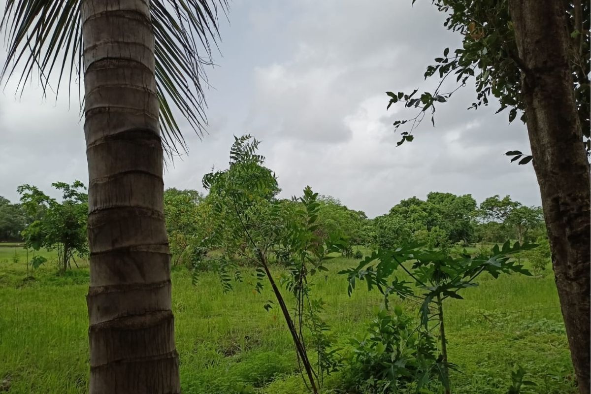 84-guntha-plot-for-sale-in-alibaug