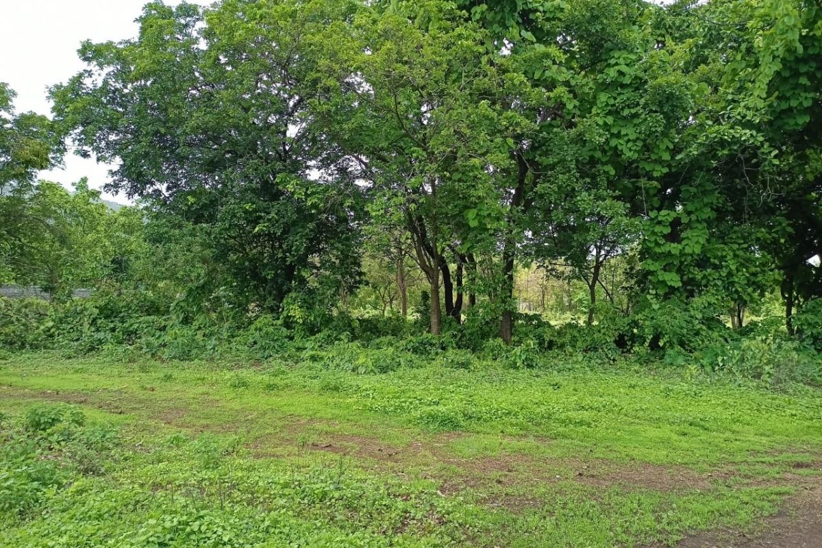 agricultural-land-for-sale-in-alibaug-68-guntha