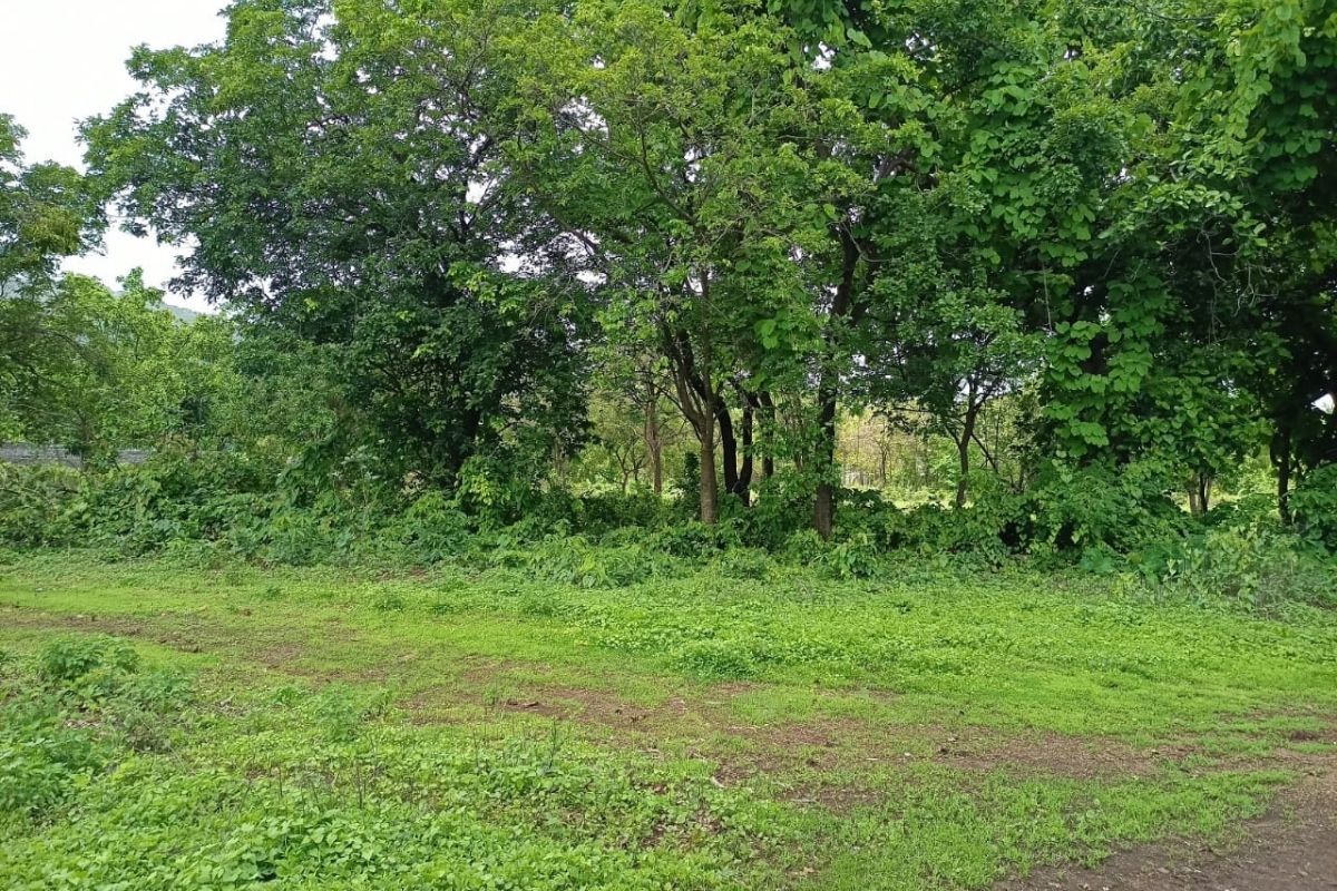 buy-agricultural-land-alibaug-68-guntha