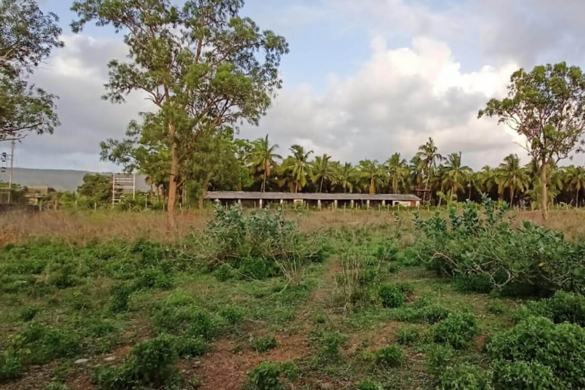 56 Guntha Land For Sale Alibaug