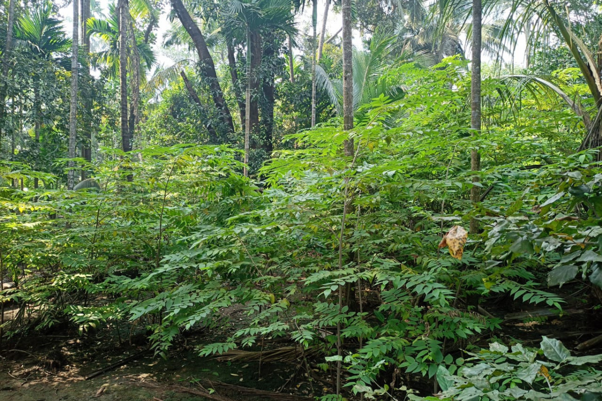 28-guntha-plot-for-sale-in-alibaug-nagaon