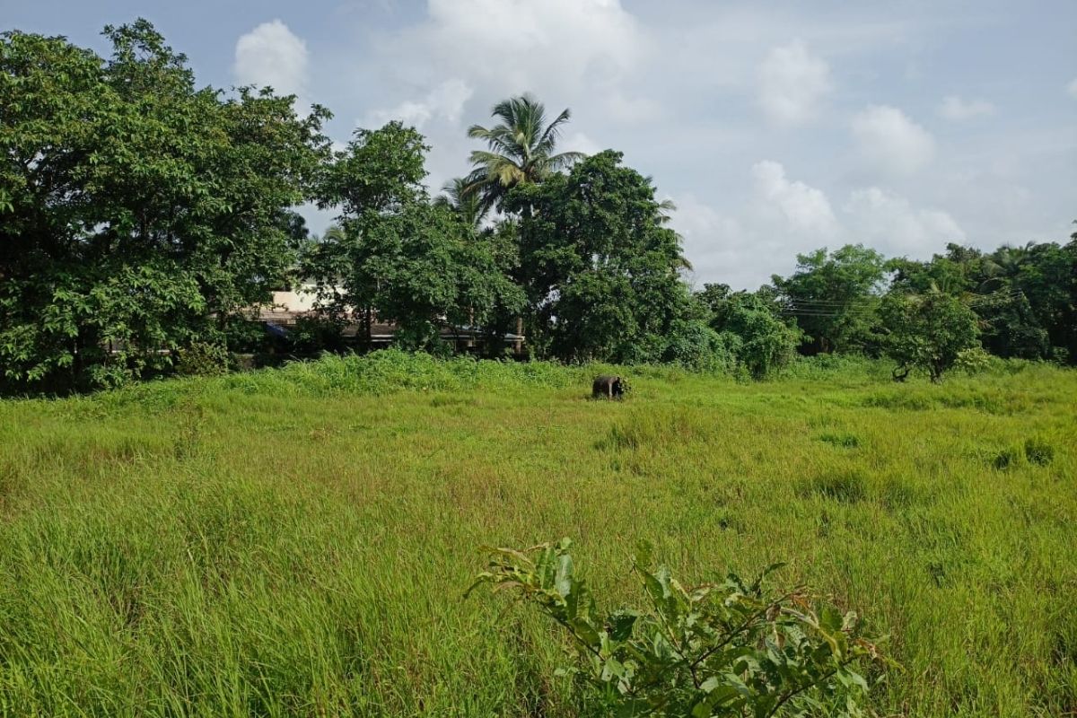 buy 4.5_acre_land_at_nandaipada alibaug